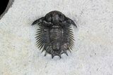 Bumpy Acanthopyge (Lobopyge) Trilobite #92942-1